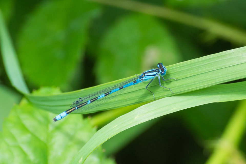Damselfly
