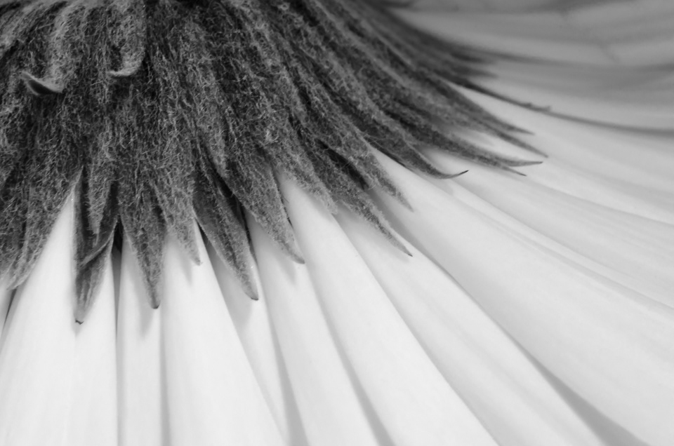 Underside of a daisy