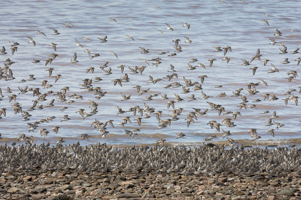 Semipalmated Sandpipers