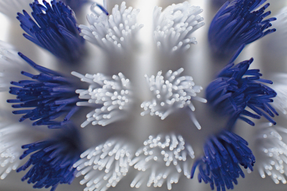 Toothbrush Bristles