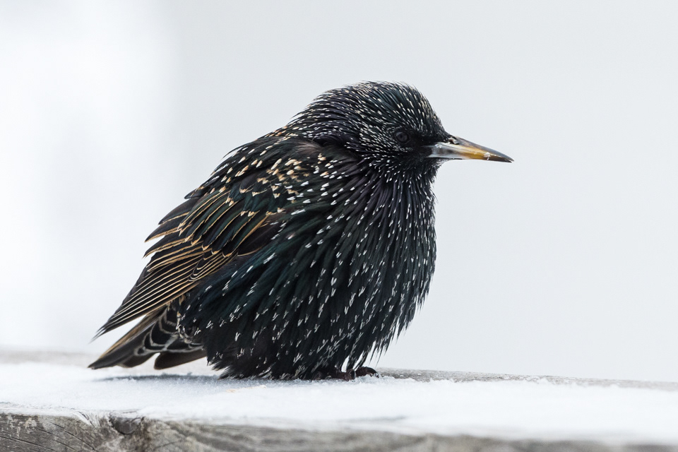 Starling