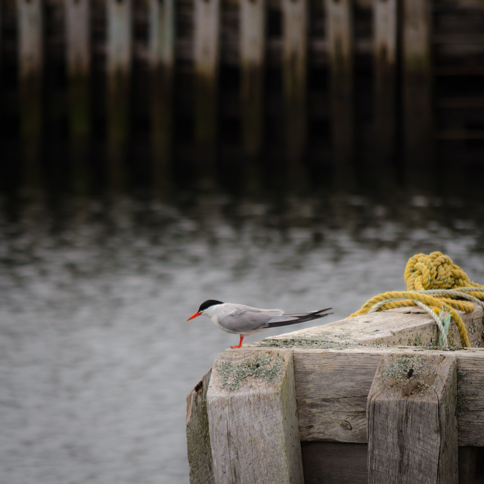 Tern