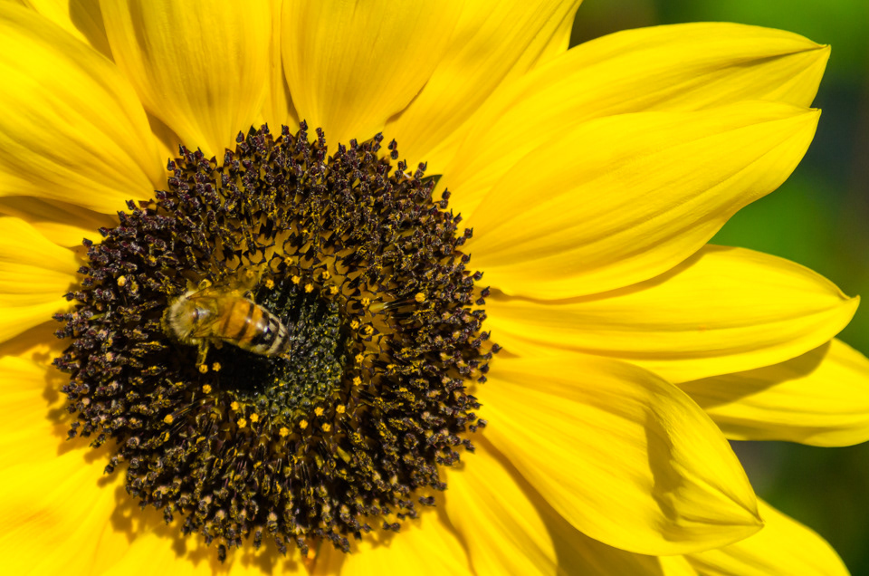 Bee on a sunflower