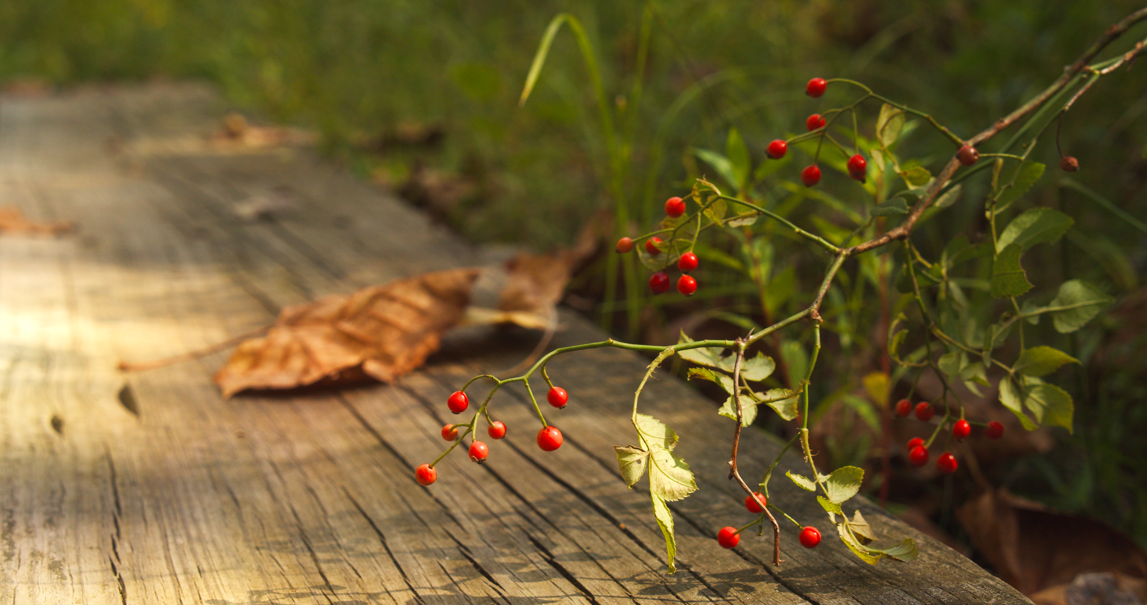 berries on a boardwalk trail on a land trust preserve