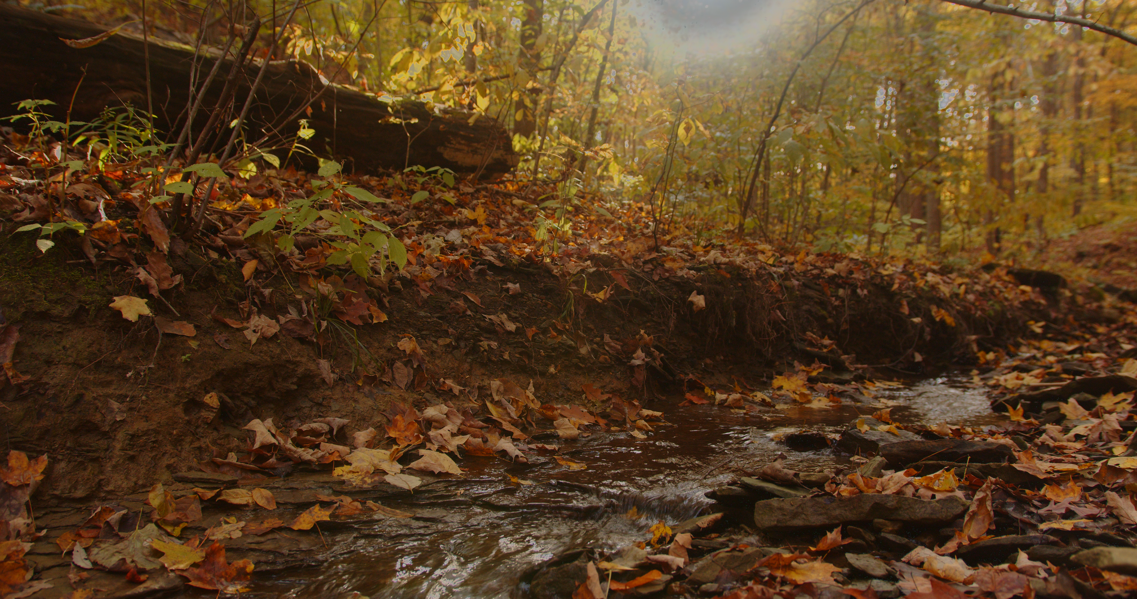 A creek with fall fiolage