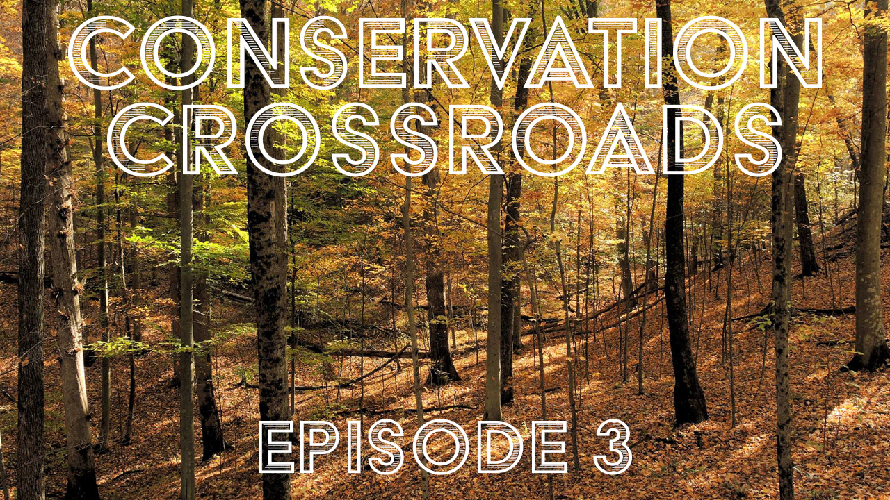 Episode thumbnail for YouTube