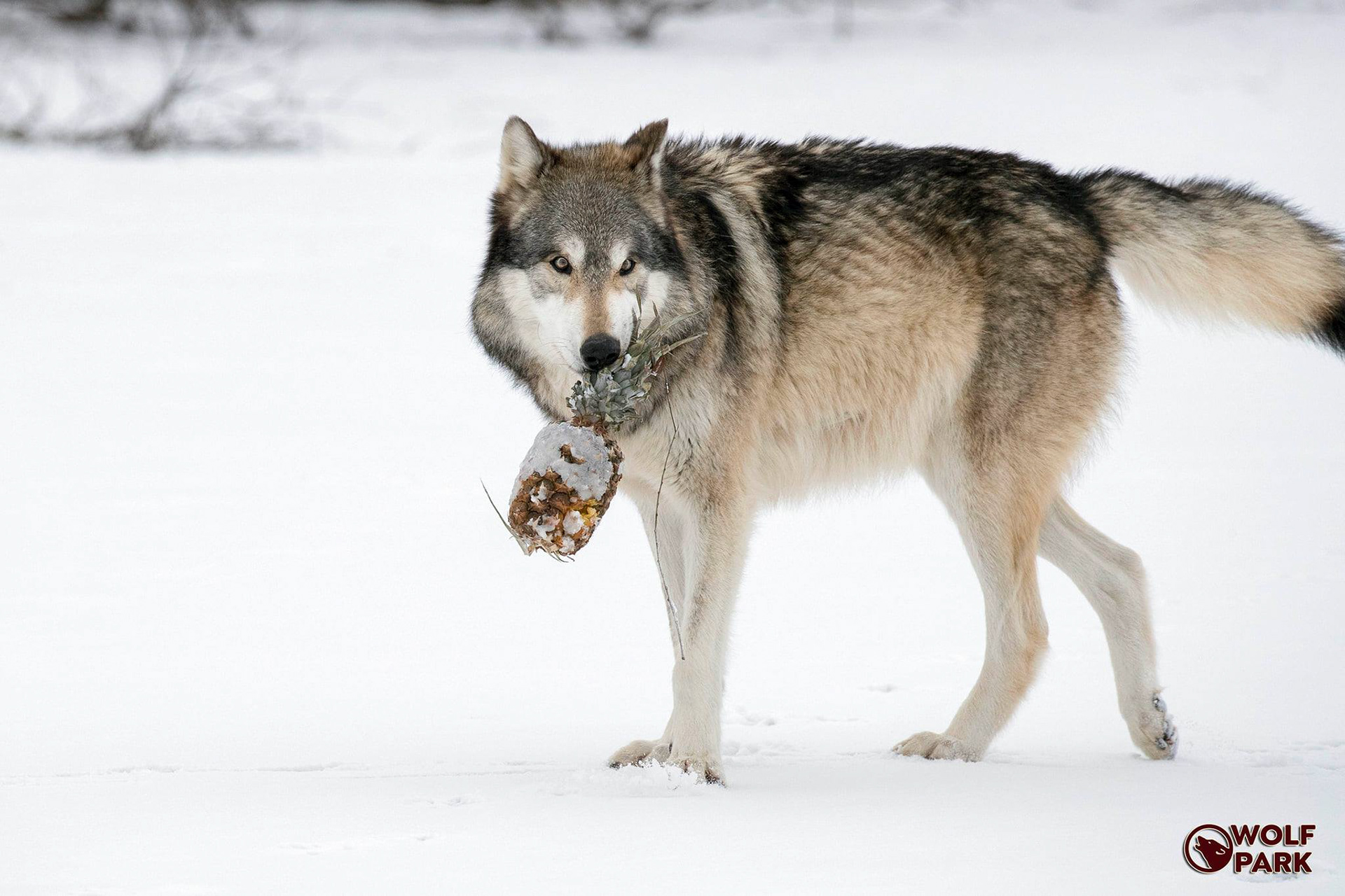 A picture provided by Wolf Park, one of their wolves with a pineapple