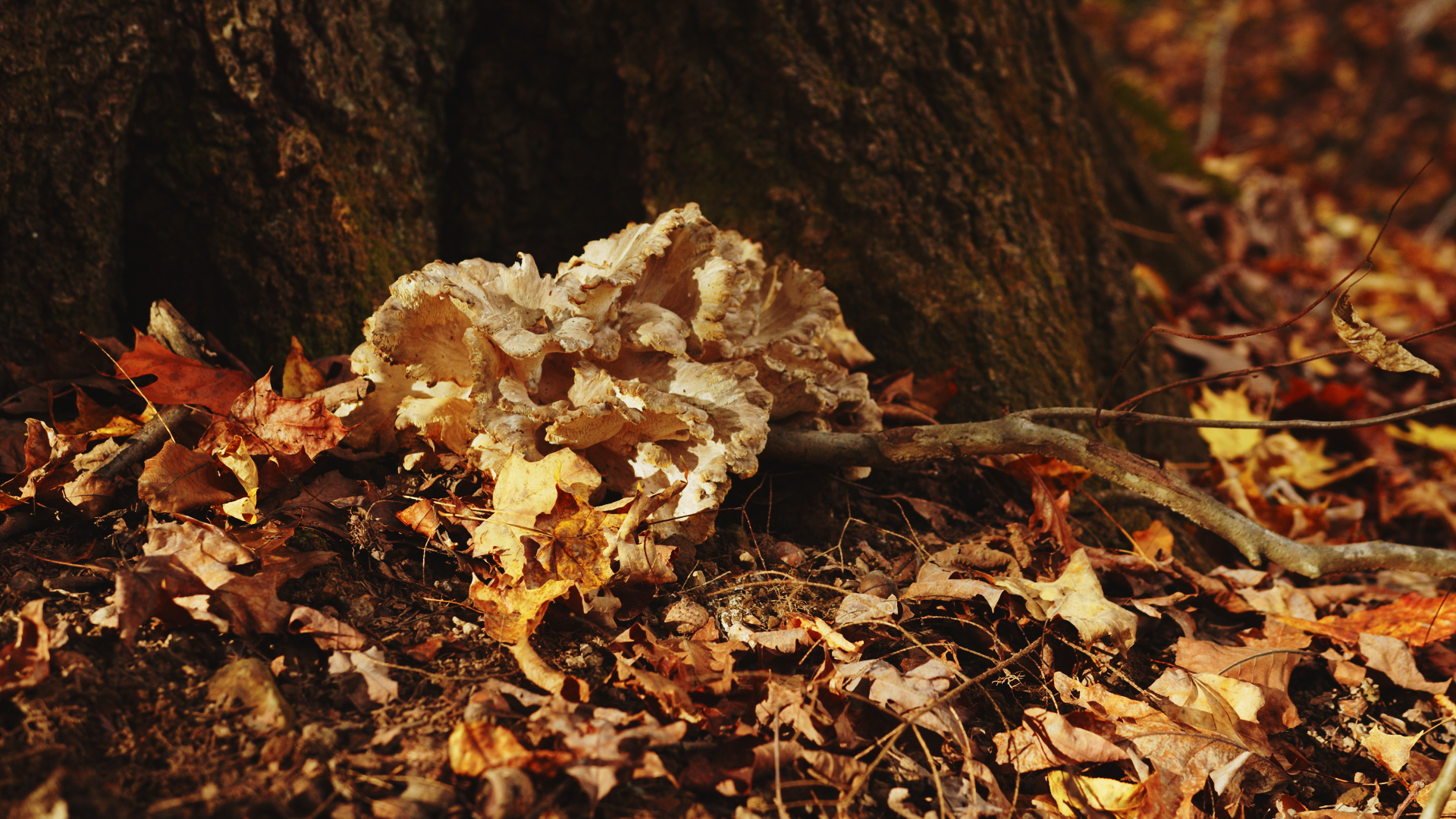 An interesting mushroom