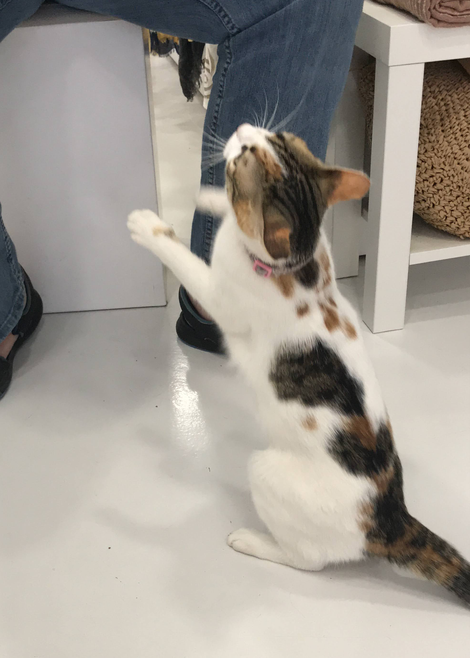 Shop cat, Circe, playing with a member of the study abroad group