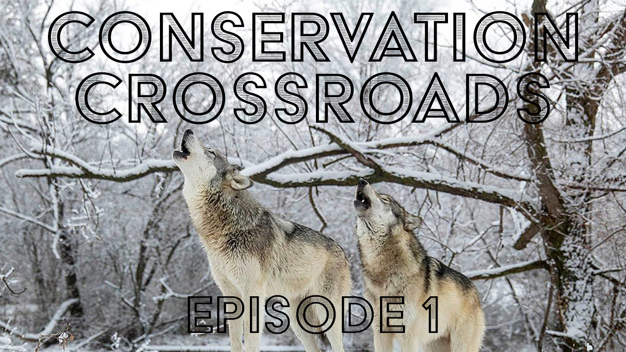 The YouTube thumbnail for the series episode