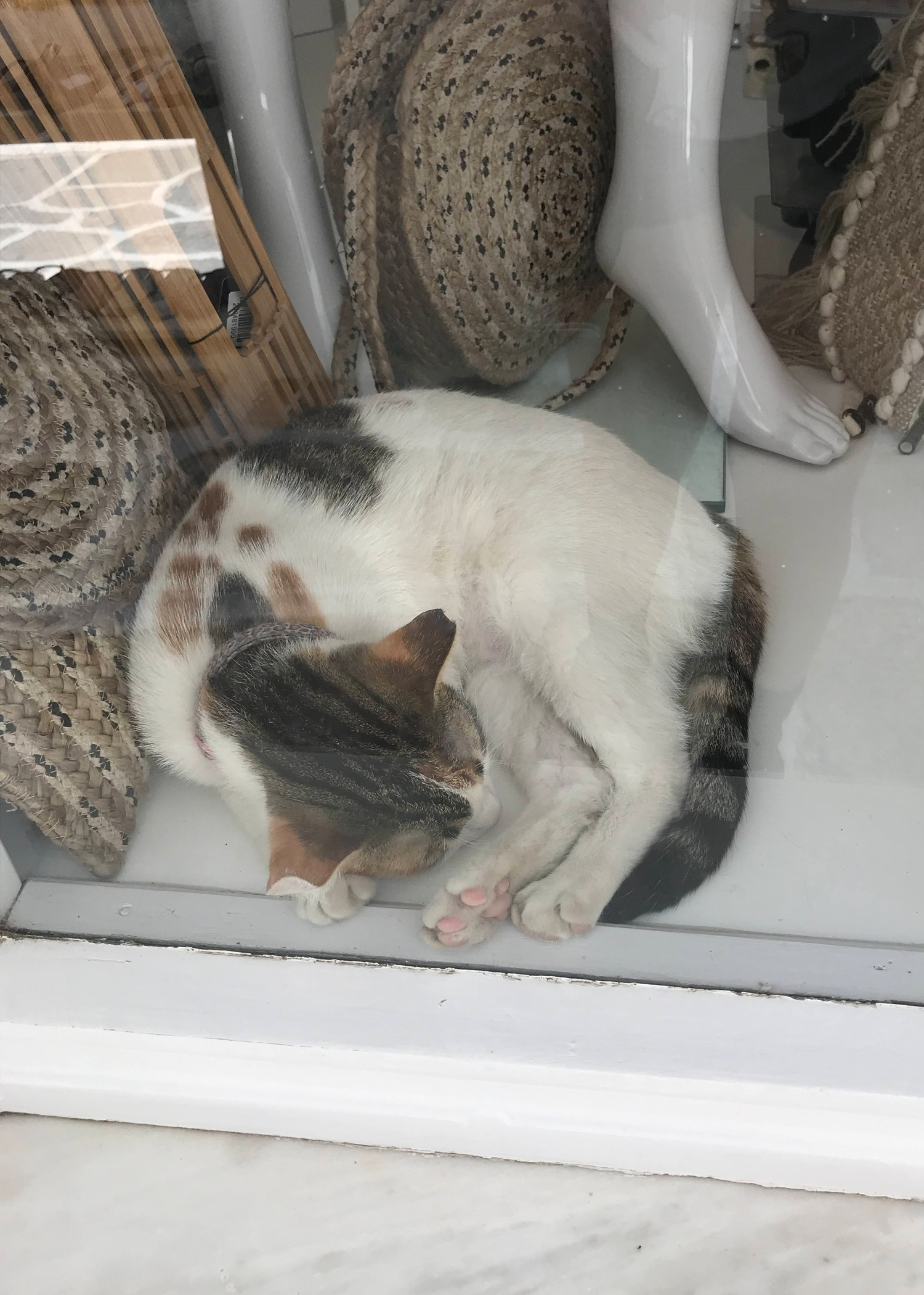 Shop cat Circe dozing in the shop window