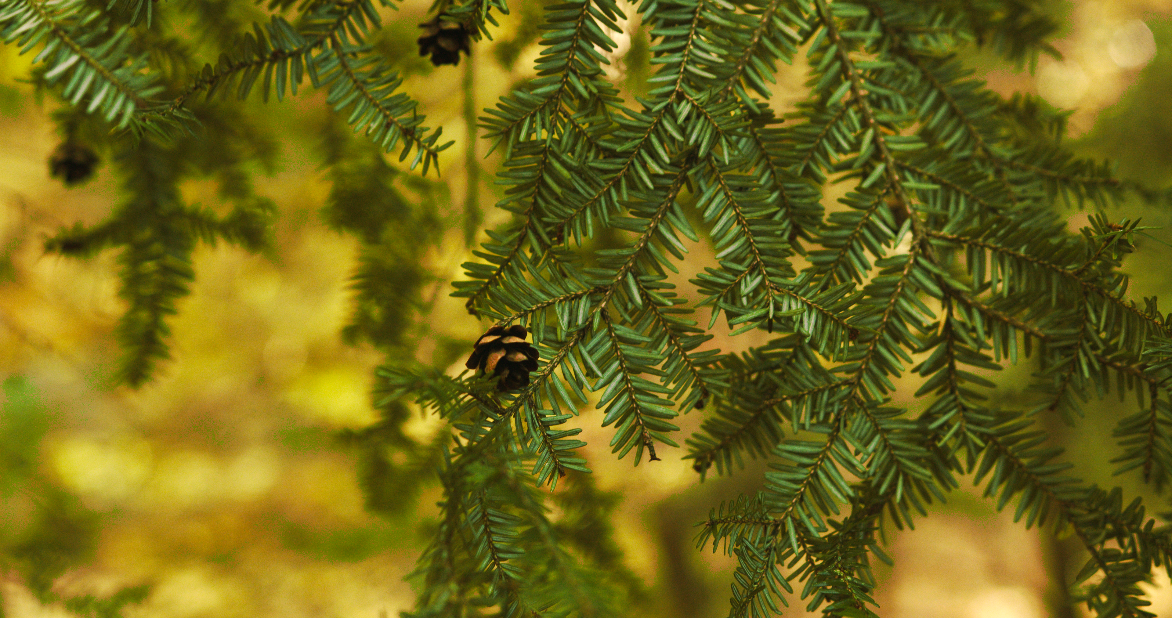 Pinecones on a trail outside the office building