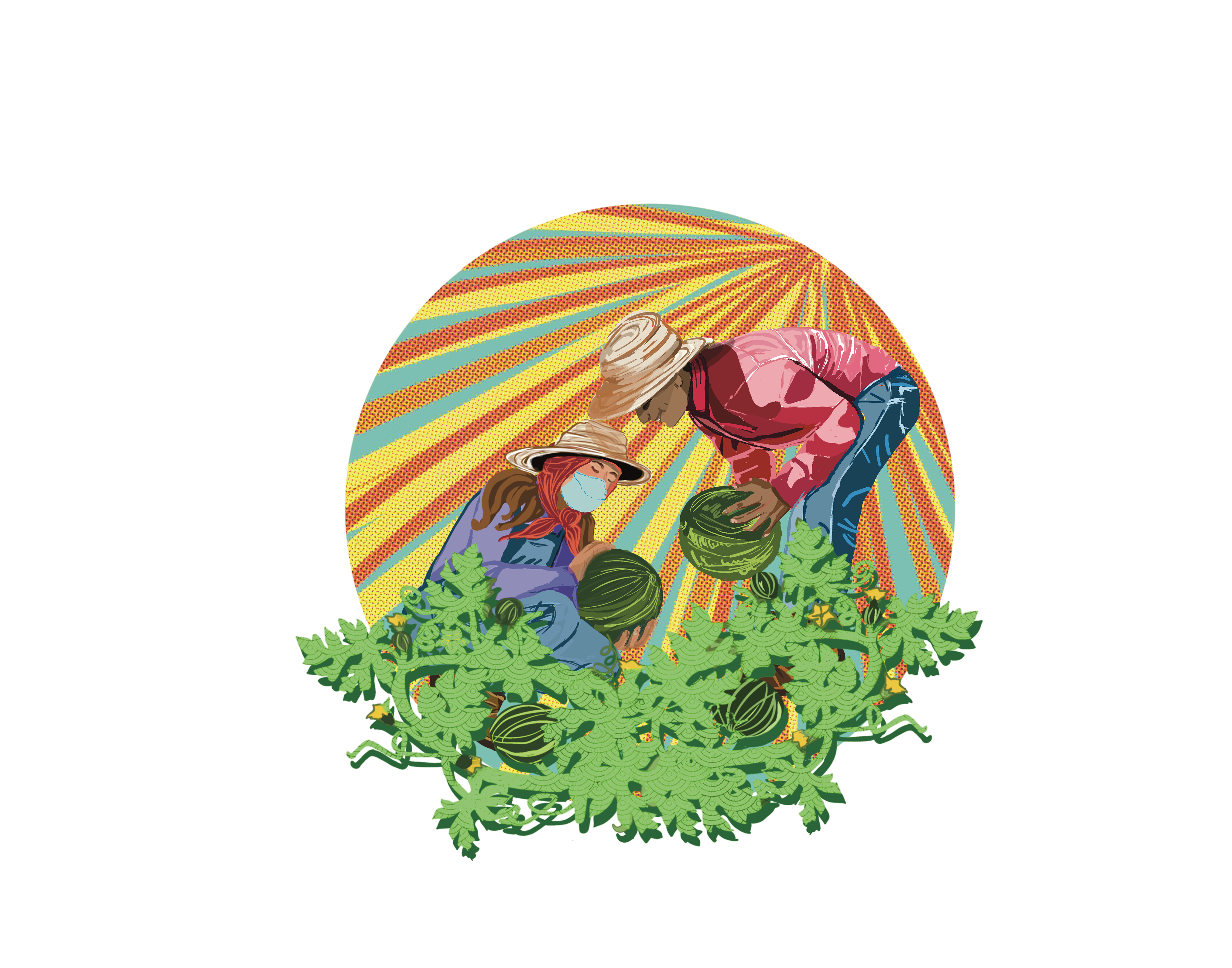 Harvesting for Doulas Latinas International