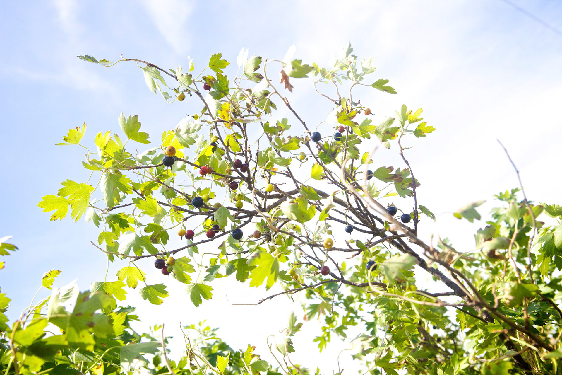 Buffalo Berries