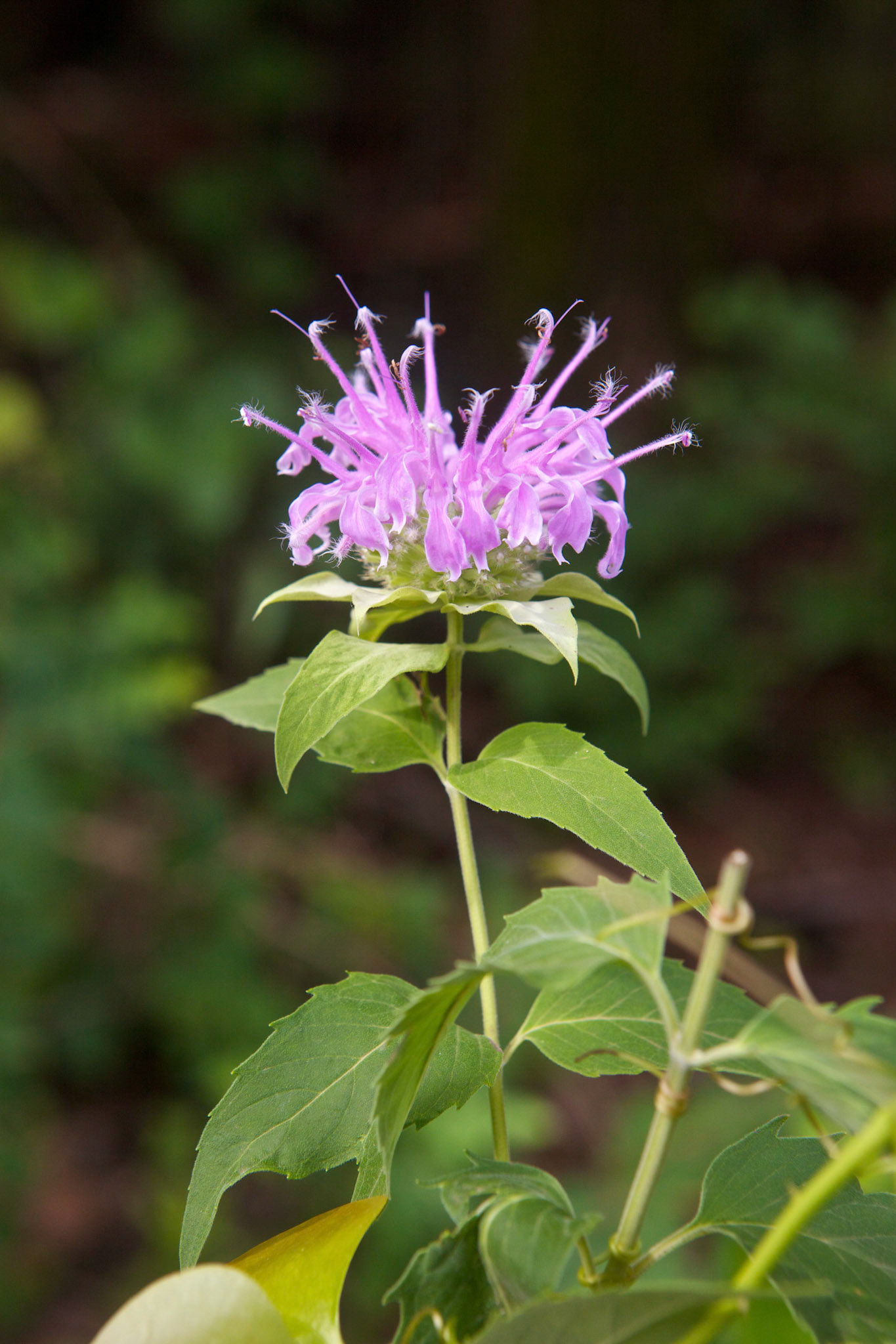 Bergamot or Beebalm (Monarda fistulosa)