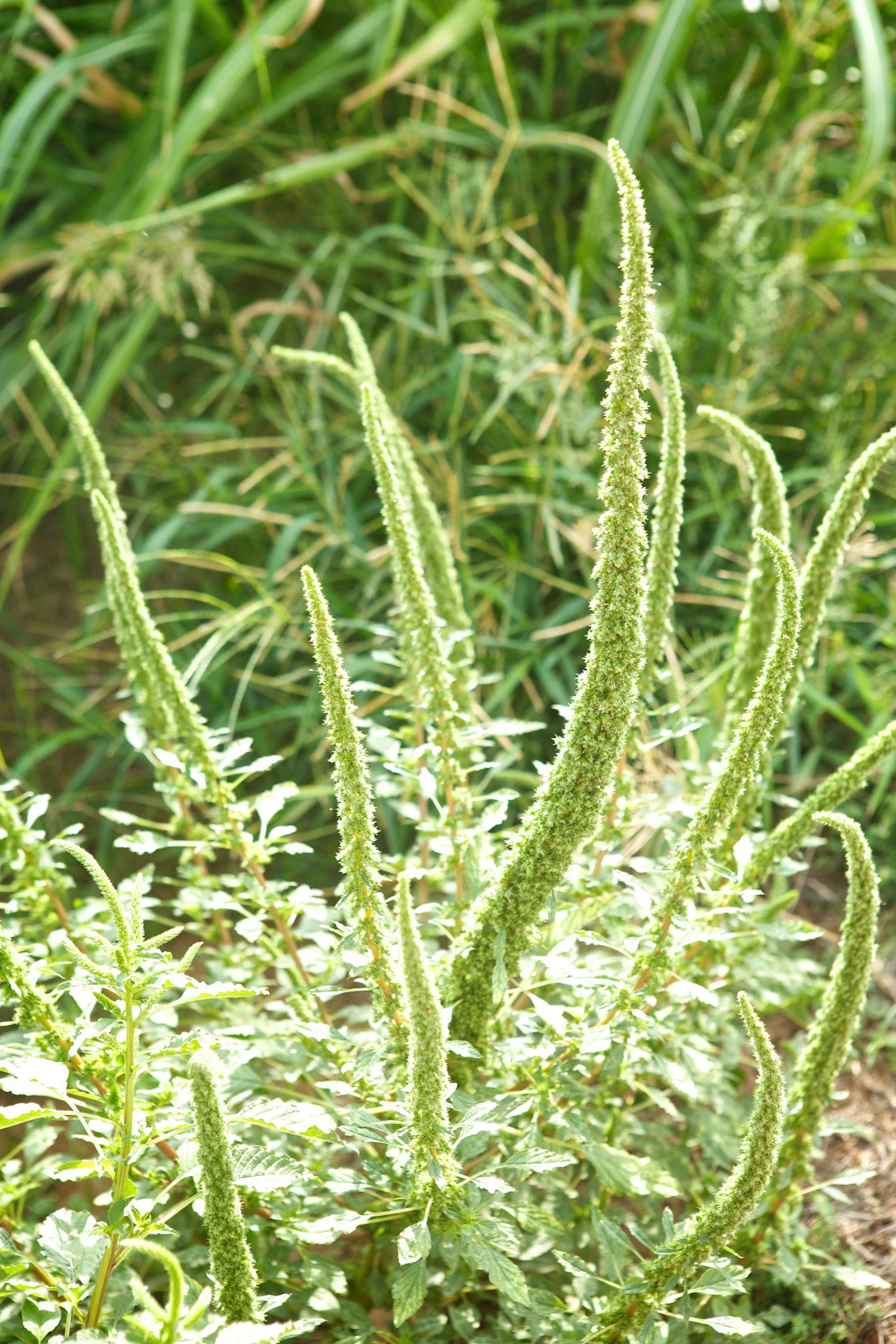 Amaranth