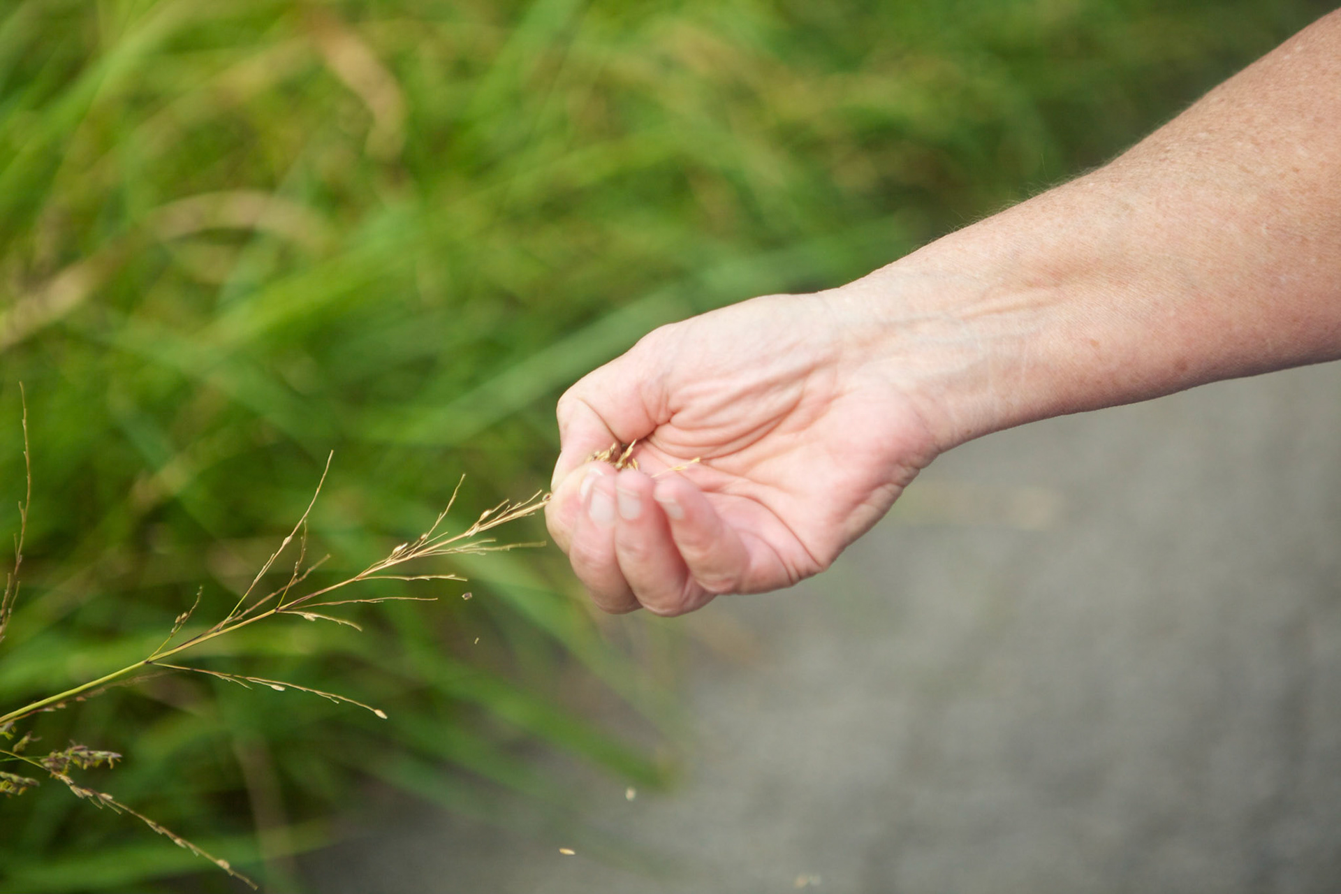Johnson grass