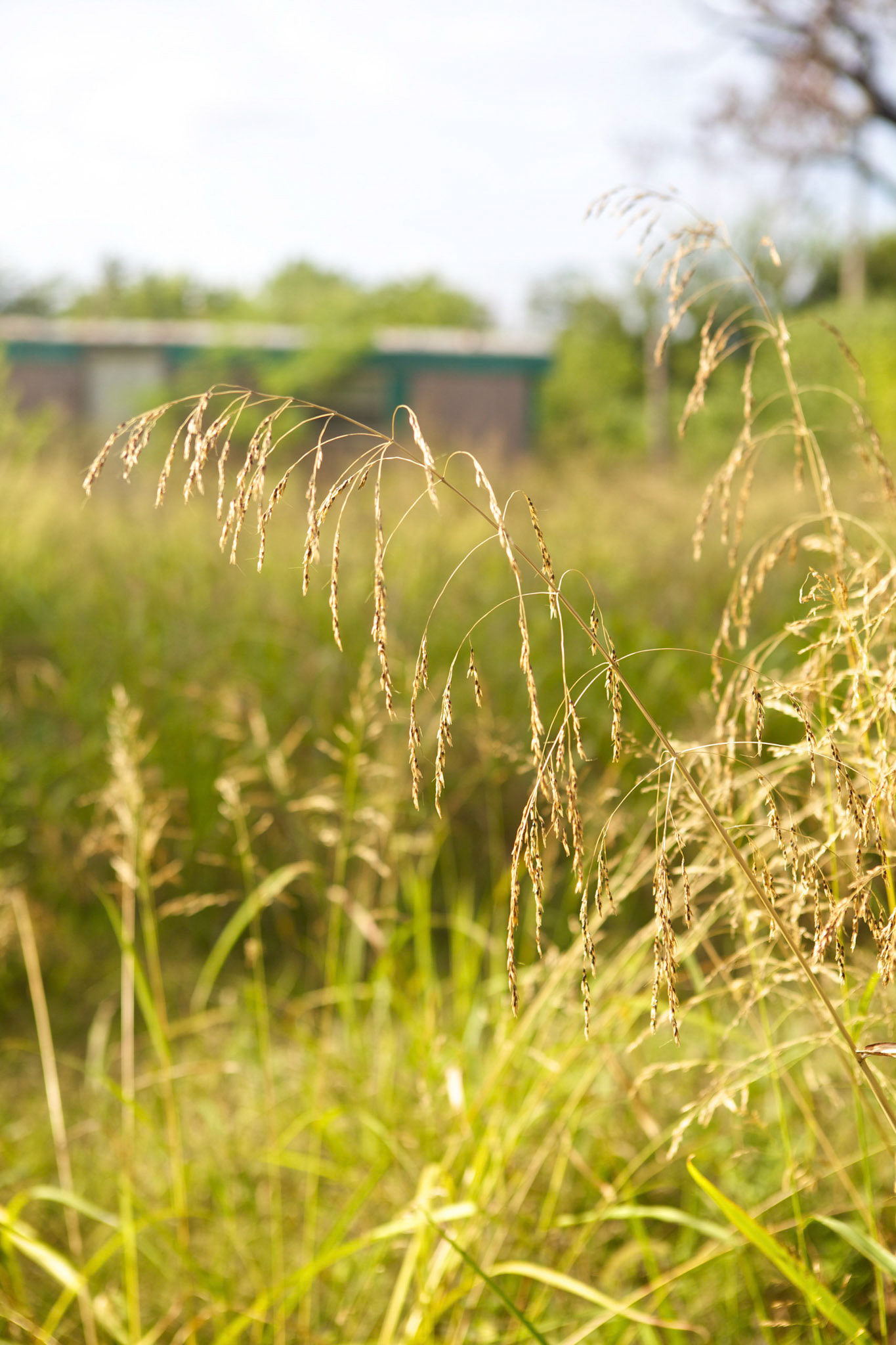 Johnson grass