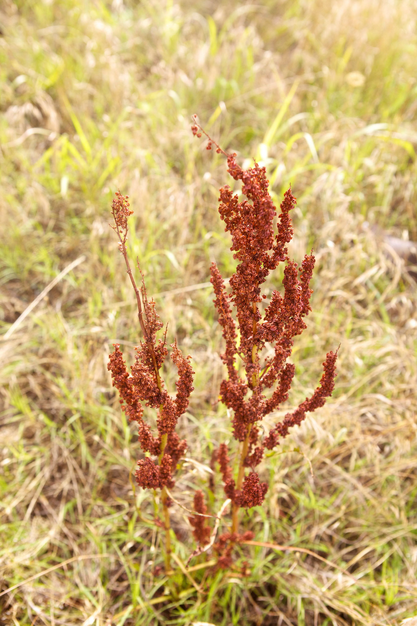 Dock (Rumex crispus)