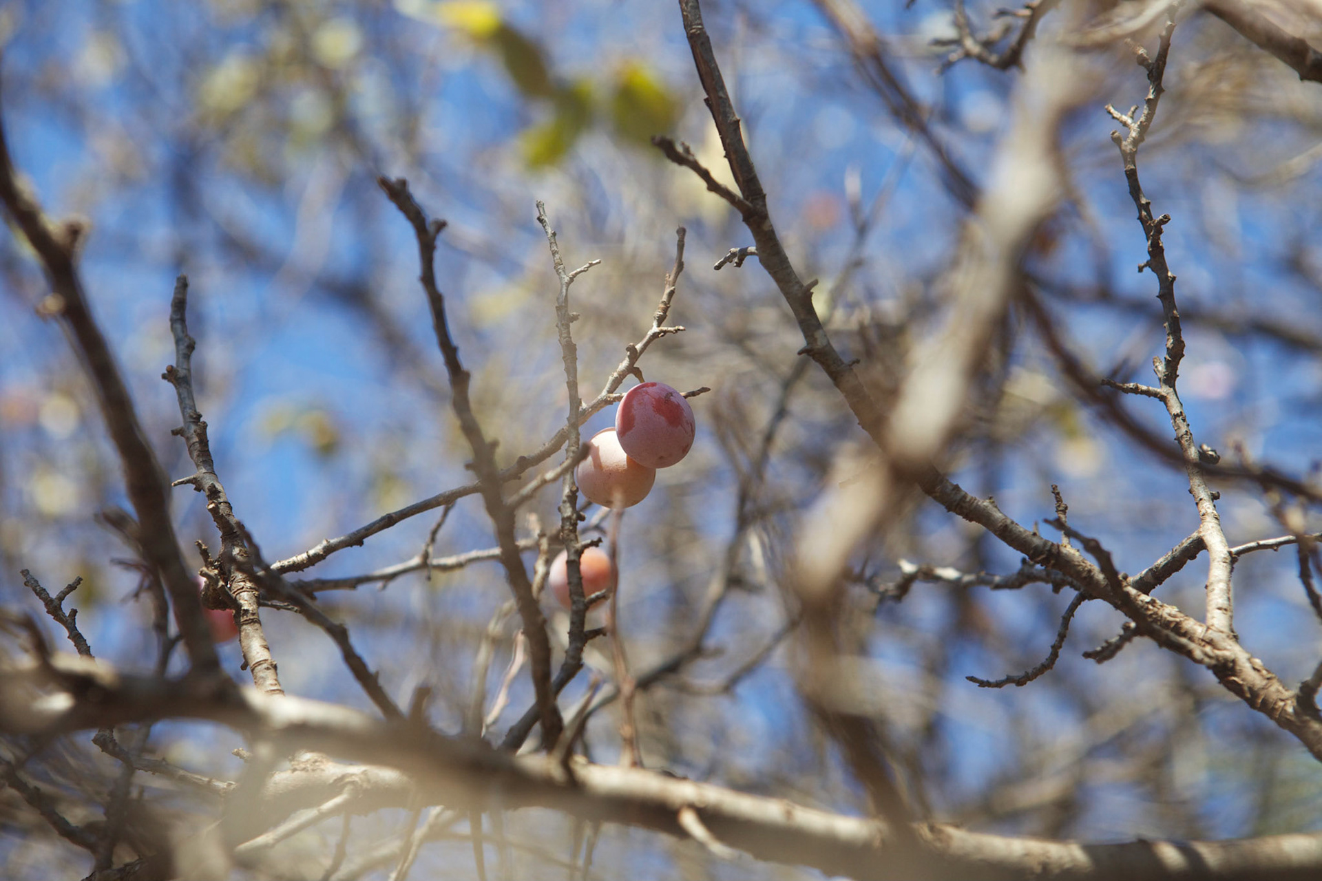 Wild Plums