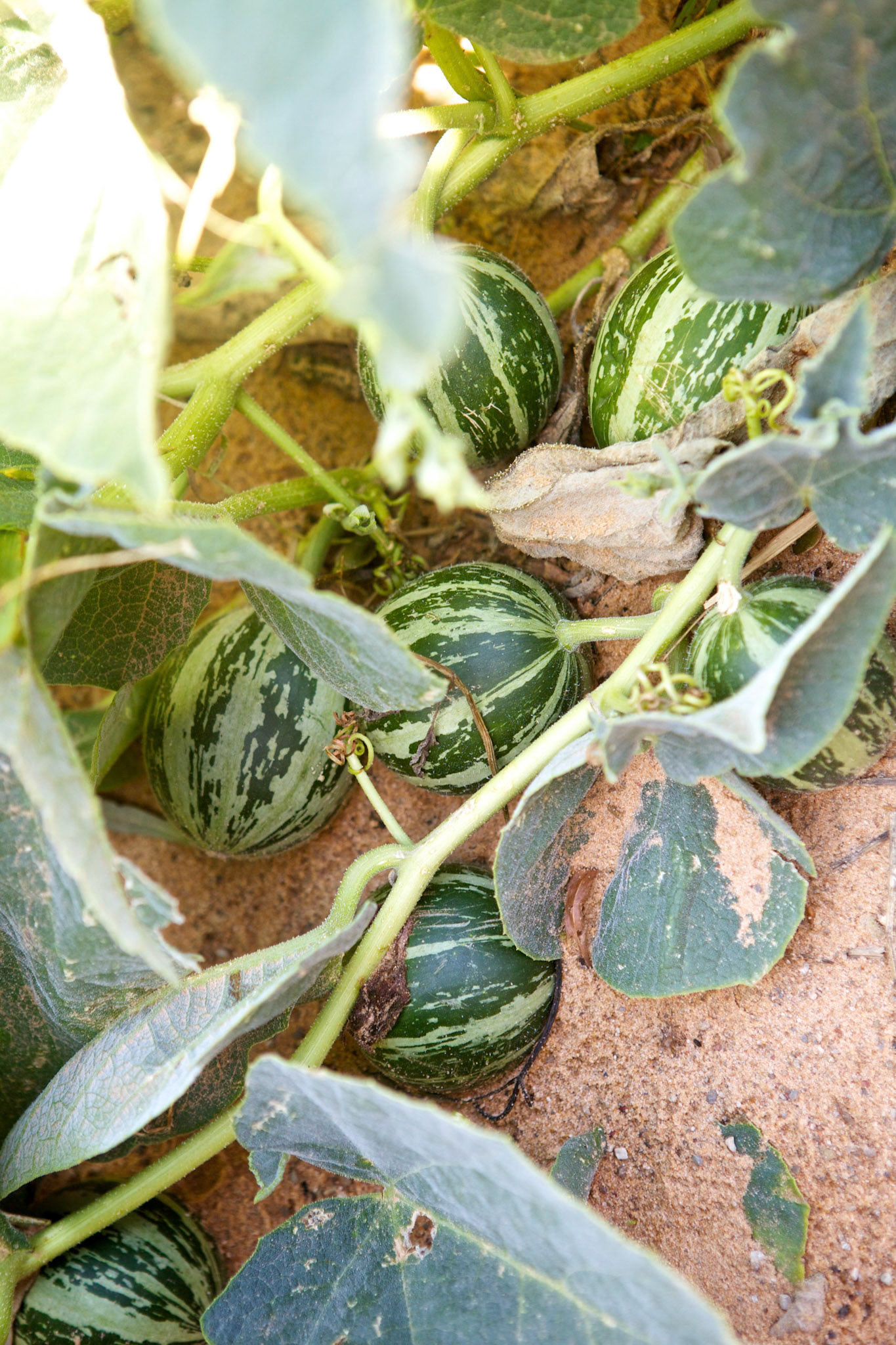 Buffalo Gourd (Cucurbita foetidissima)