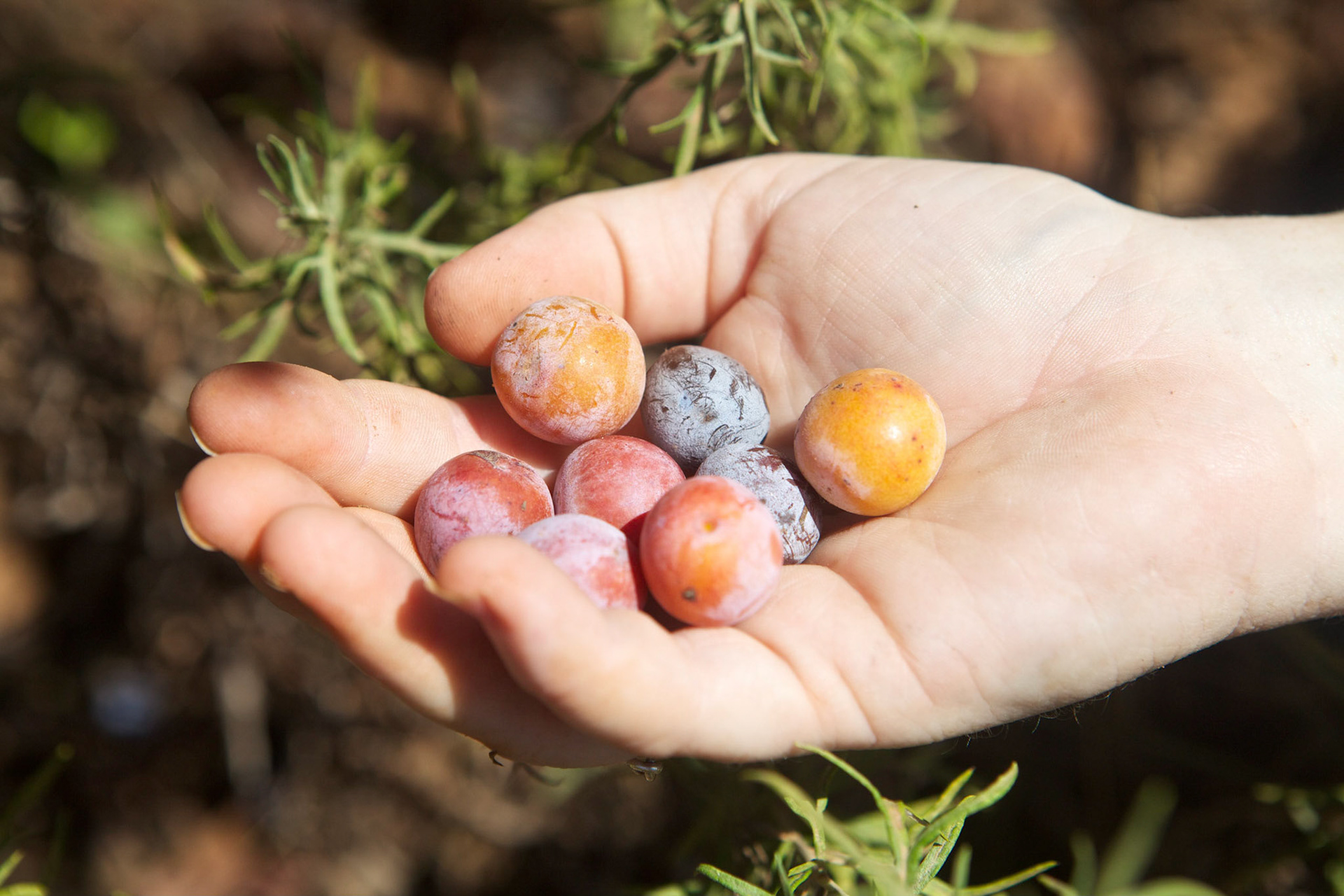 Wild Plums