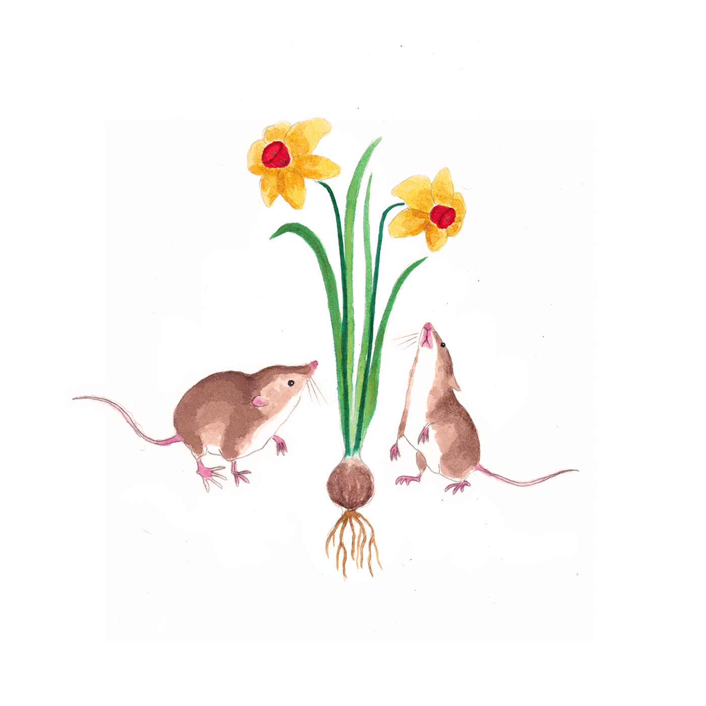 Shrews and Daffodils. Ink and watercolor on paper. 