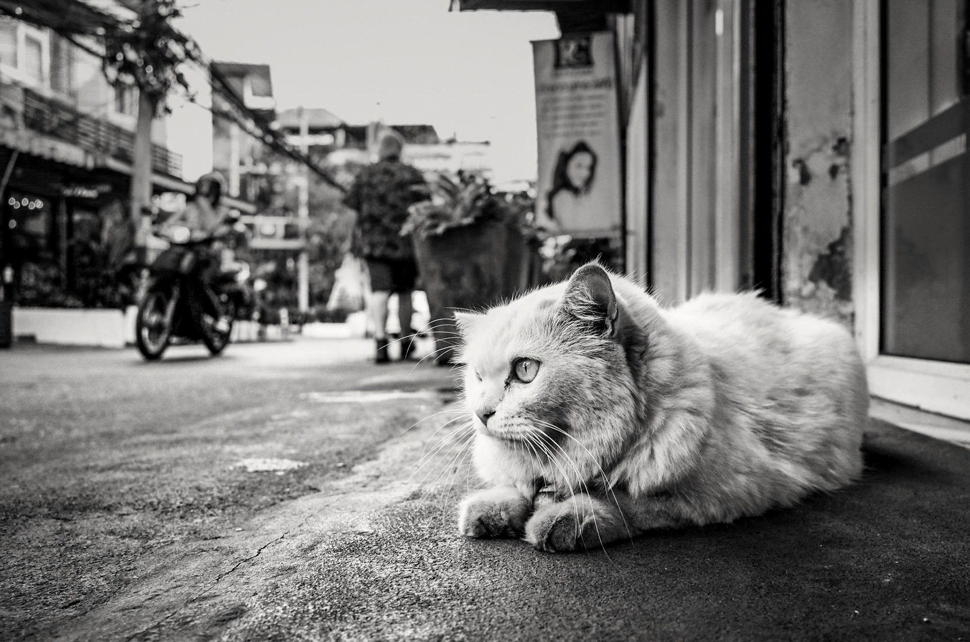 ban cat meat in asia
