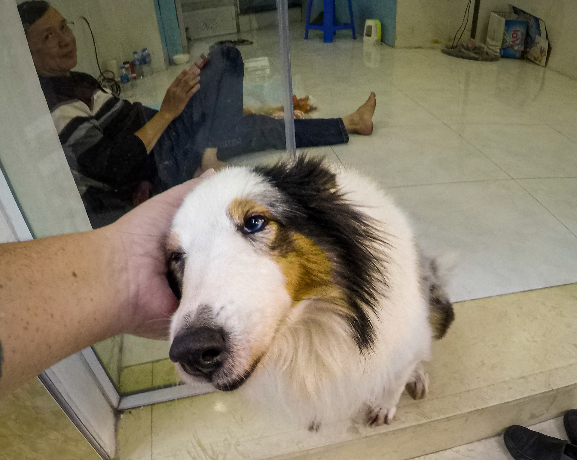 ban dog meat in vietnam