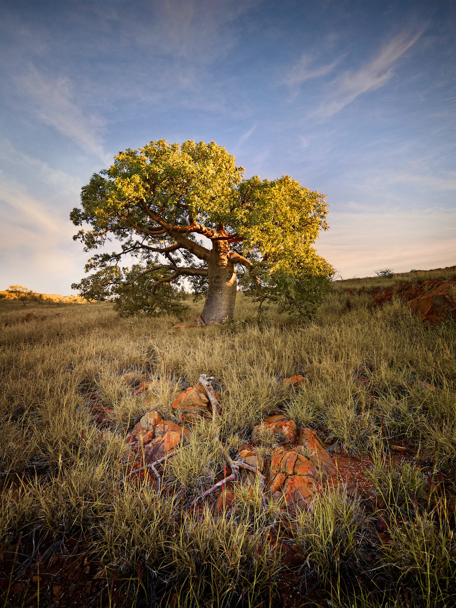 Cossack Boab - Order Code Pilb012