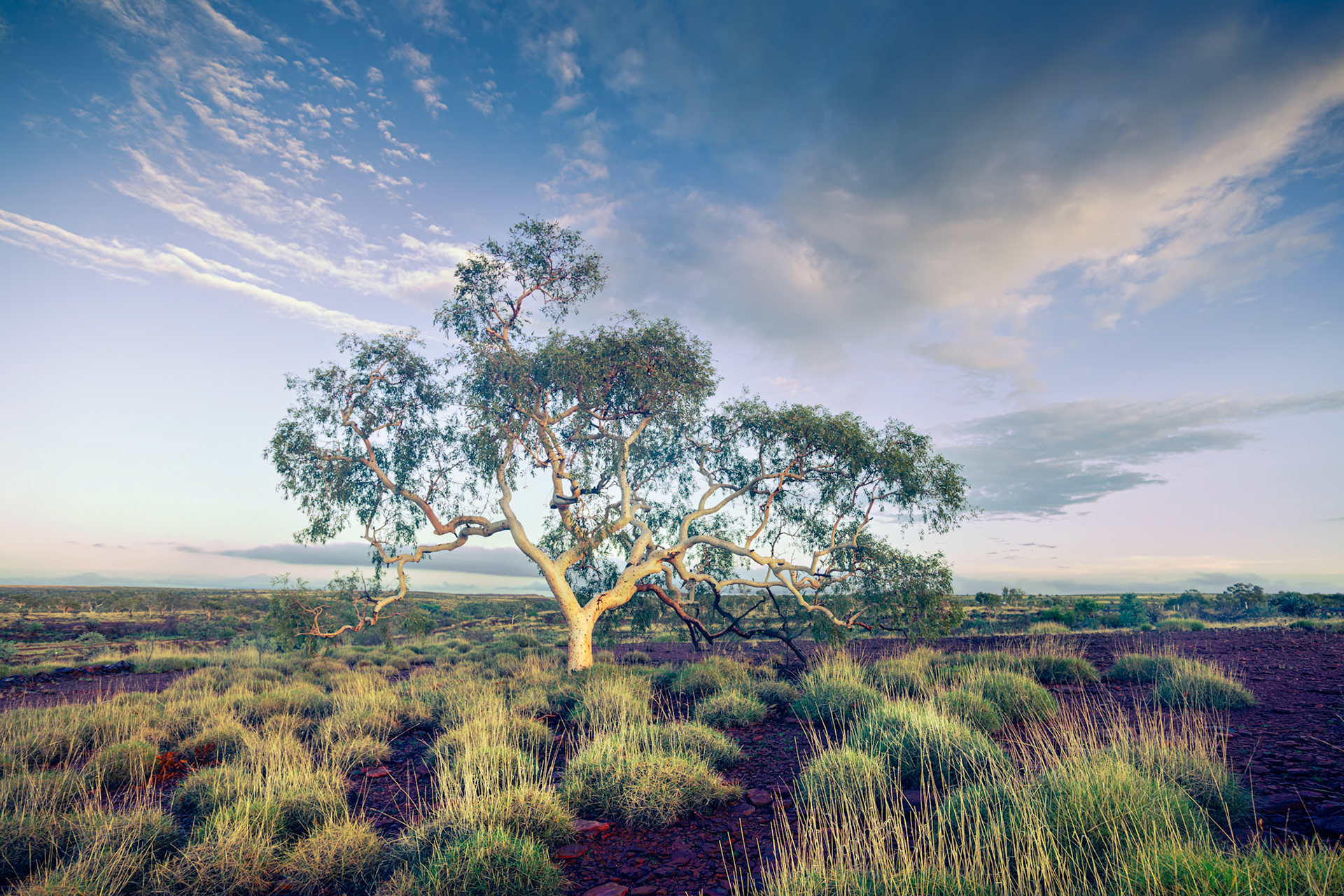 Warlu Road Gum - Order Code Pilb072