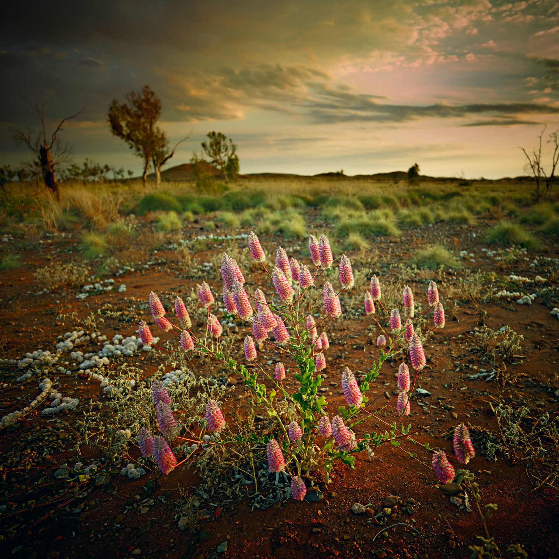 Mulla Mulla - Order Code Pilb014