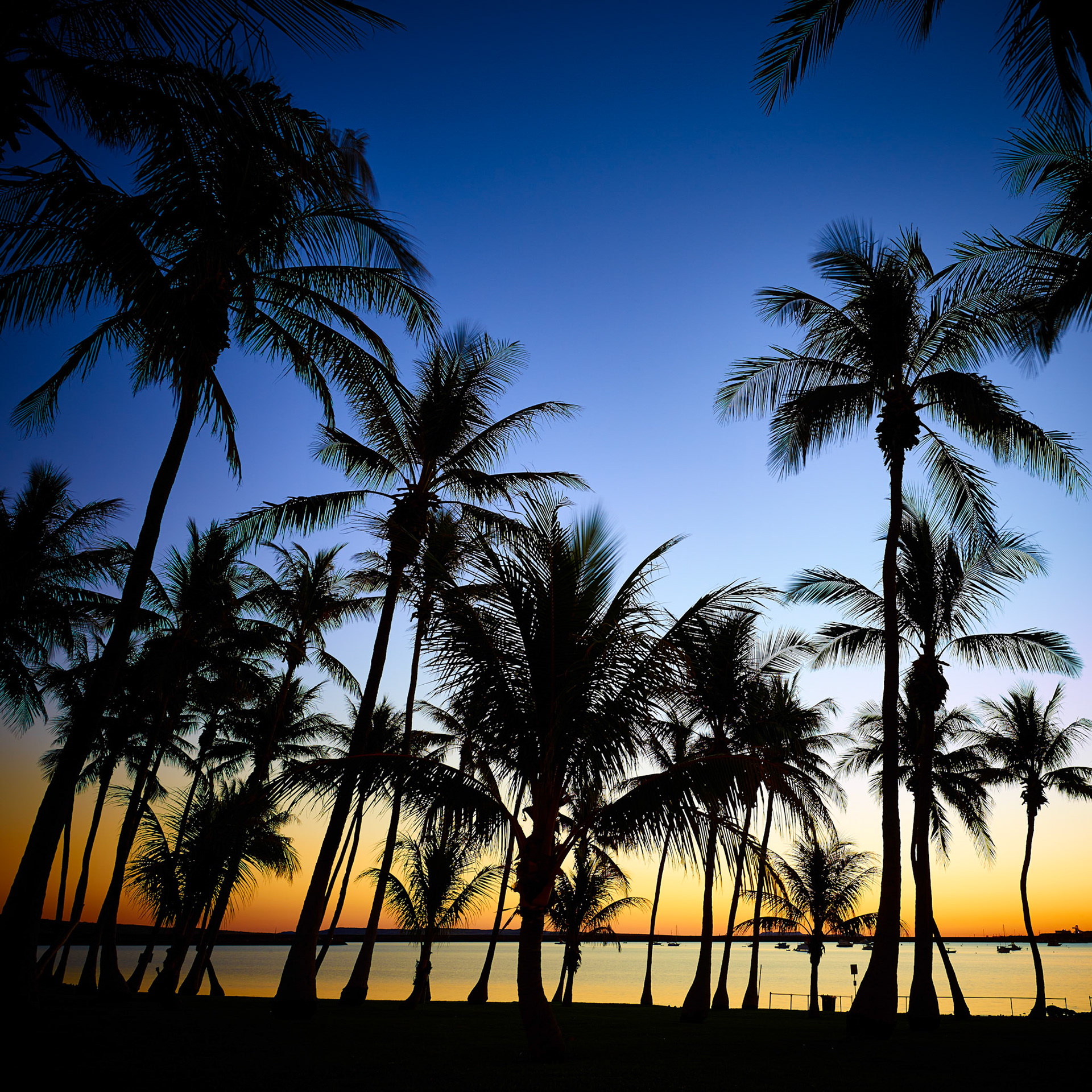 Dampier Palms - Order Code Pilb025