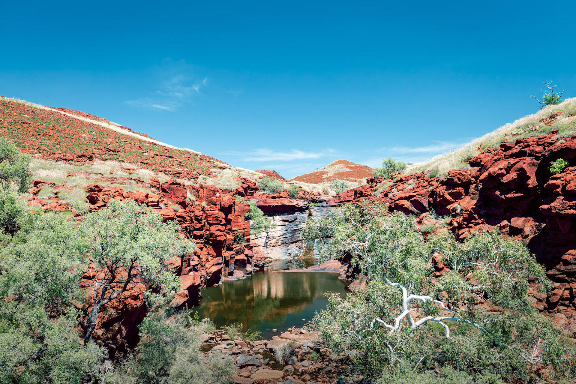 Goanna Leg - Order Code Pilb086