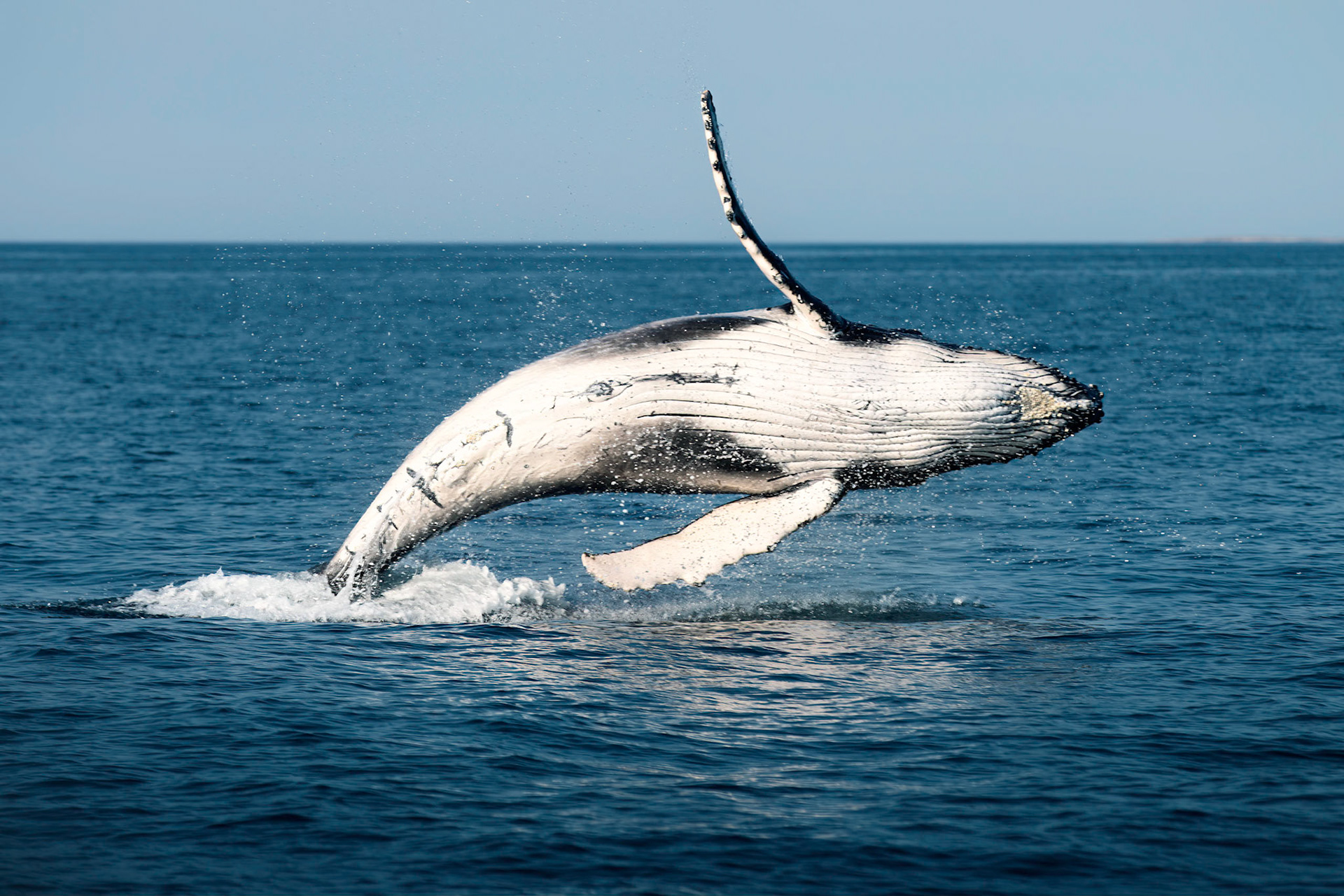 Dampier Archipelego - Order Code Pilb043