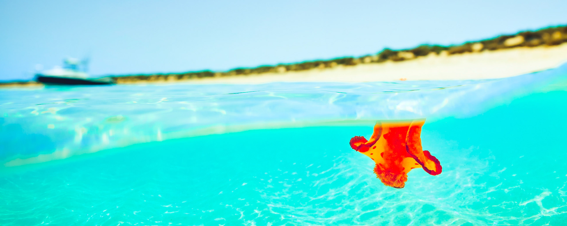 Dampier Archipelego Rosemary Island Spanish Dancer - Order Code Pilb036