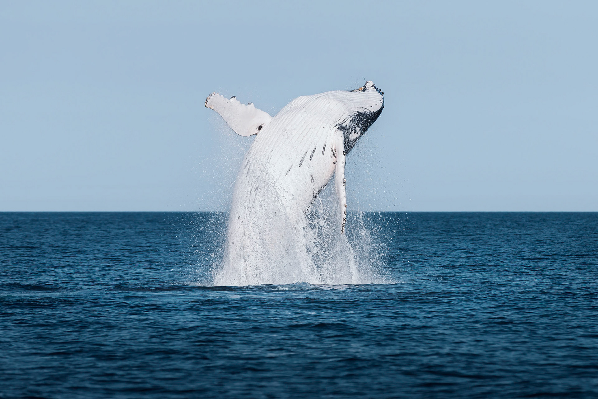 Dampier Archipelego - Order Code Pilb042