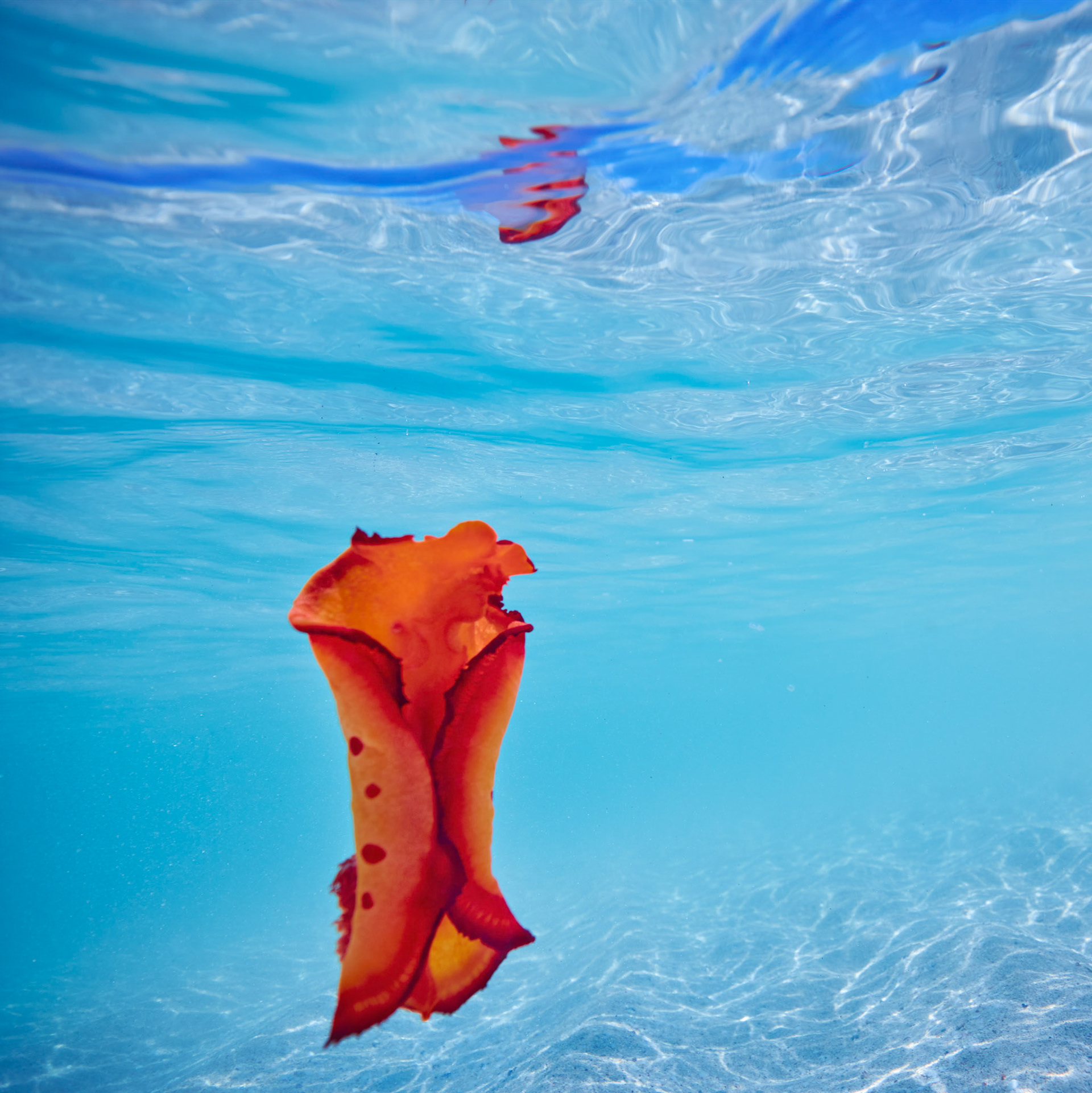 Dampier Archipelego Rosemary Island Spanish Dancer - Order Code Pilb021