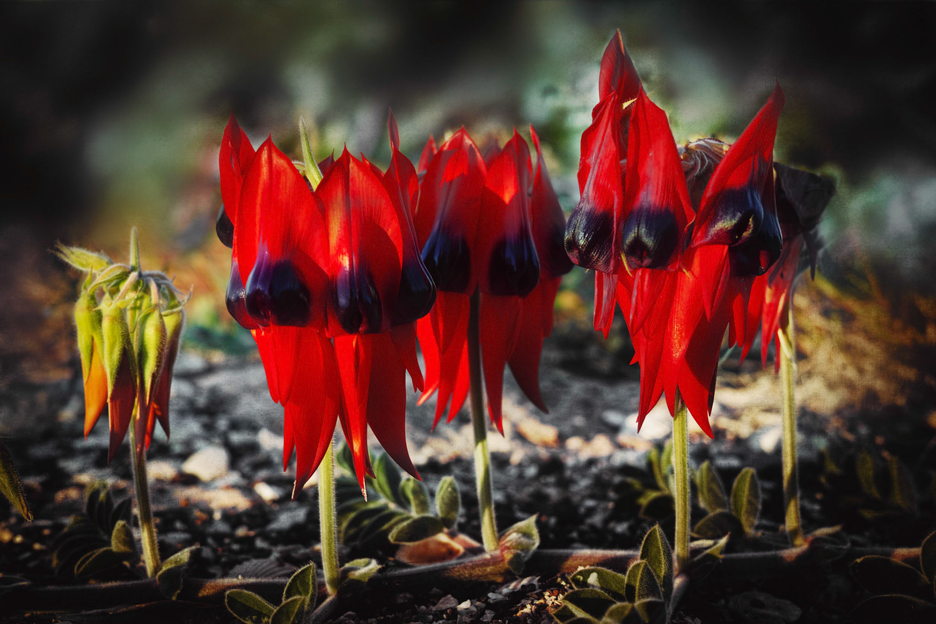 Sturt Peas - Order Code Pilb050