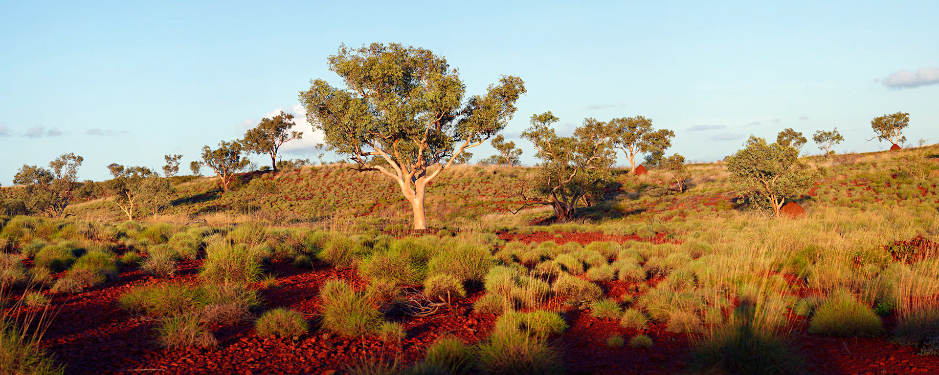 Pilbara Gum - Order Code Pilb059