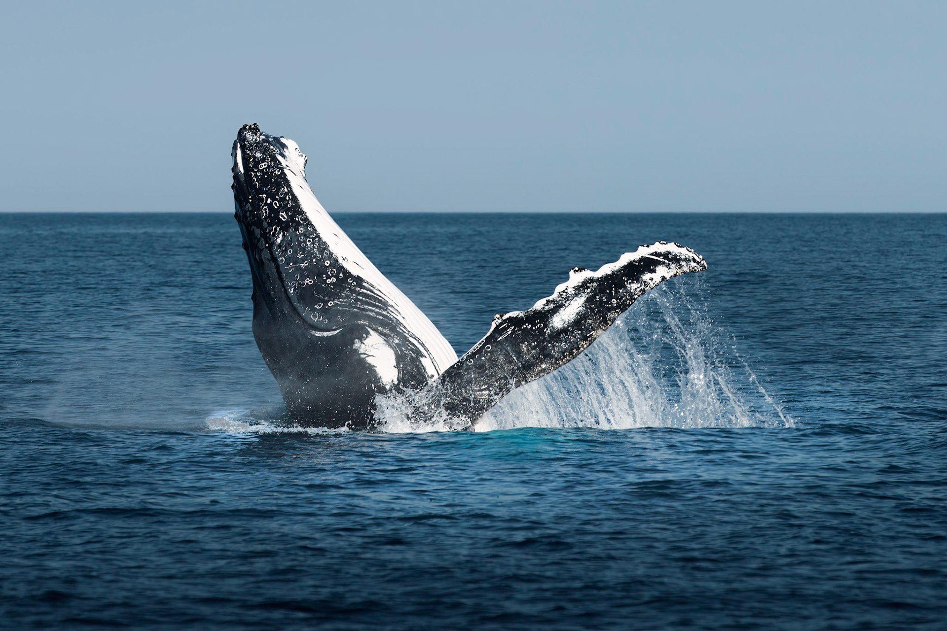 Dampier Archipelego - Order Code Pilb044