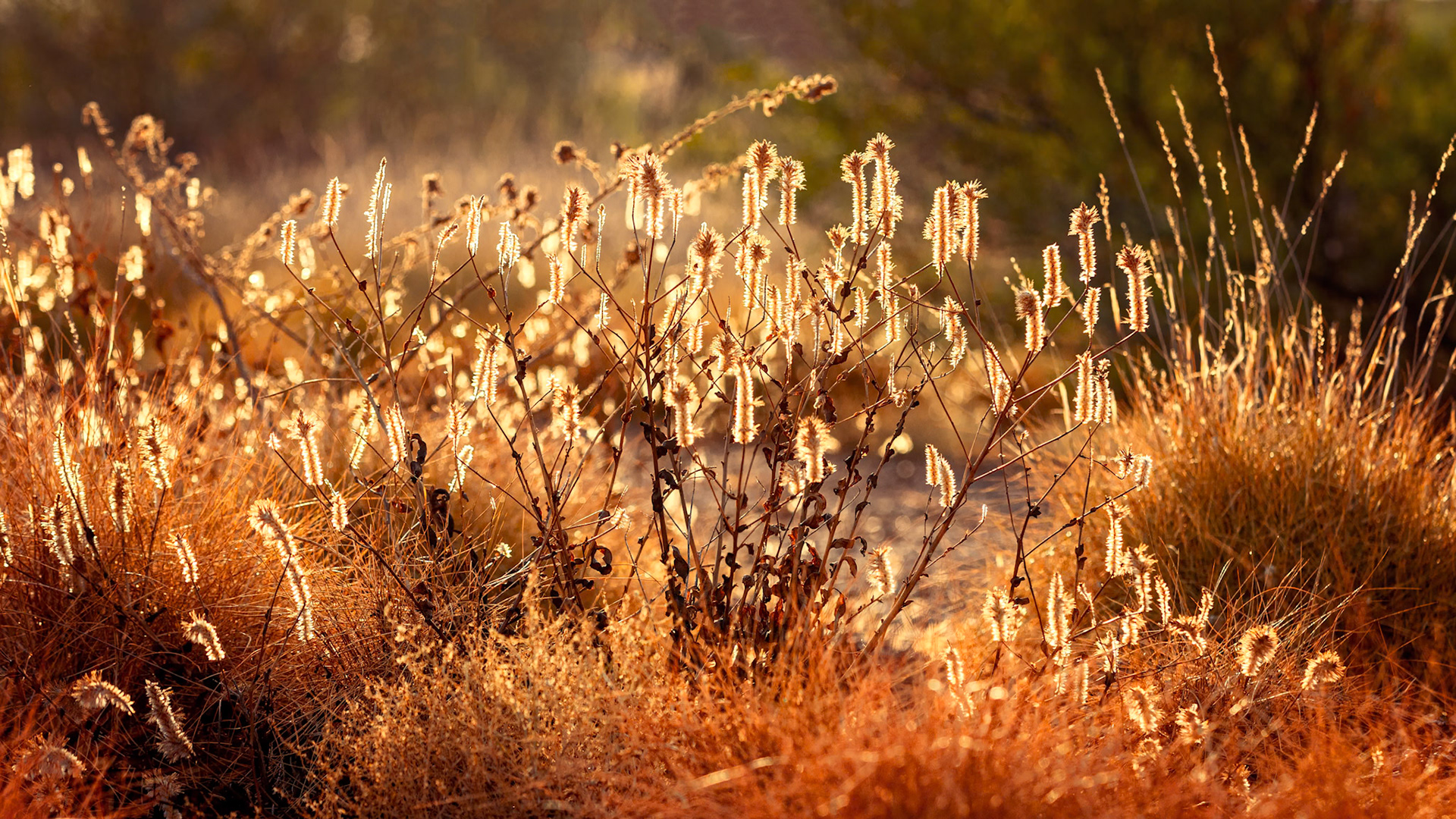 Trackside Fairies - Order Code Pilb082