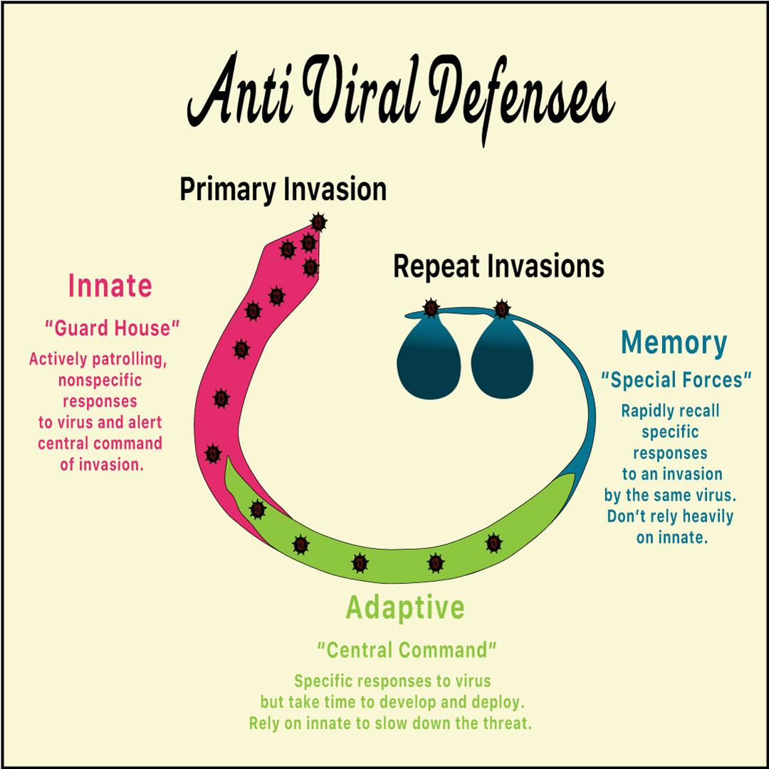 Design A depicts a simple playful graphic of the human immune responses to viruses.  Created using Adobe Illustrator.