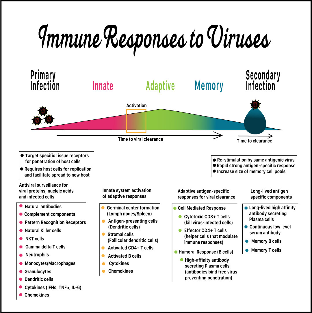 Design A depicts a detailed-heavy graphic of the human immune responses to viruses.  Created using Adobe Illustrator.