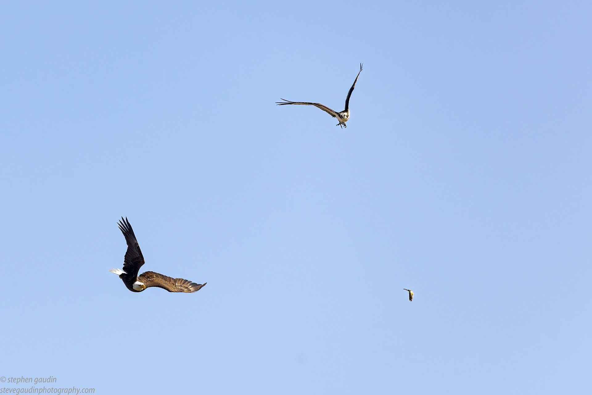 66. Pt. 3 bald eagle focuses on the prize