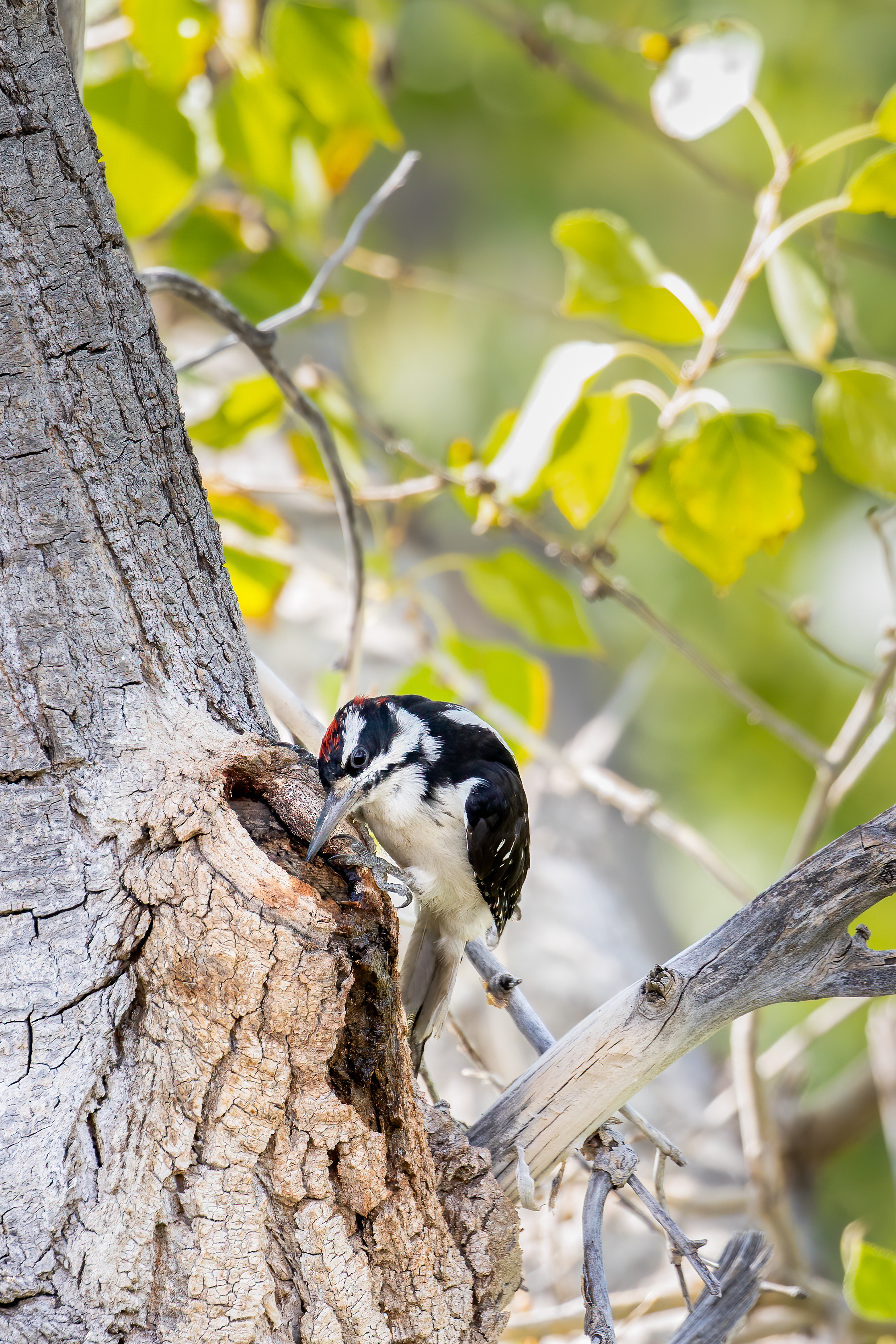 26. hairy woodpecker