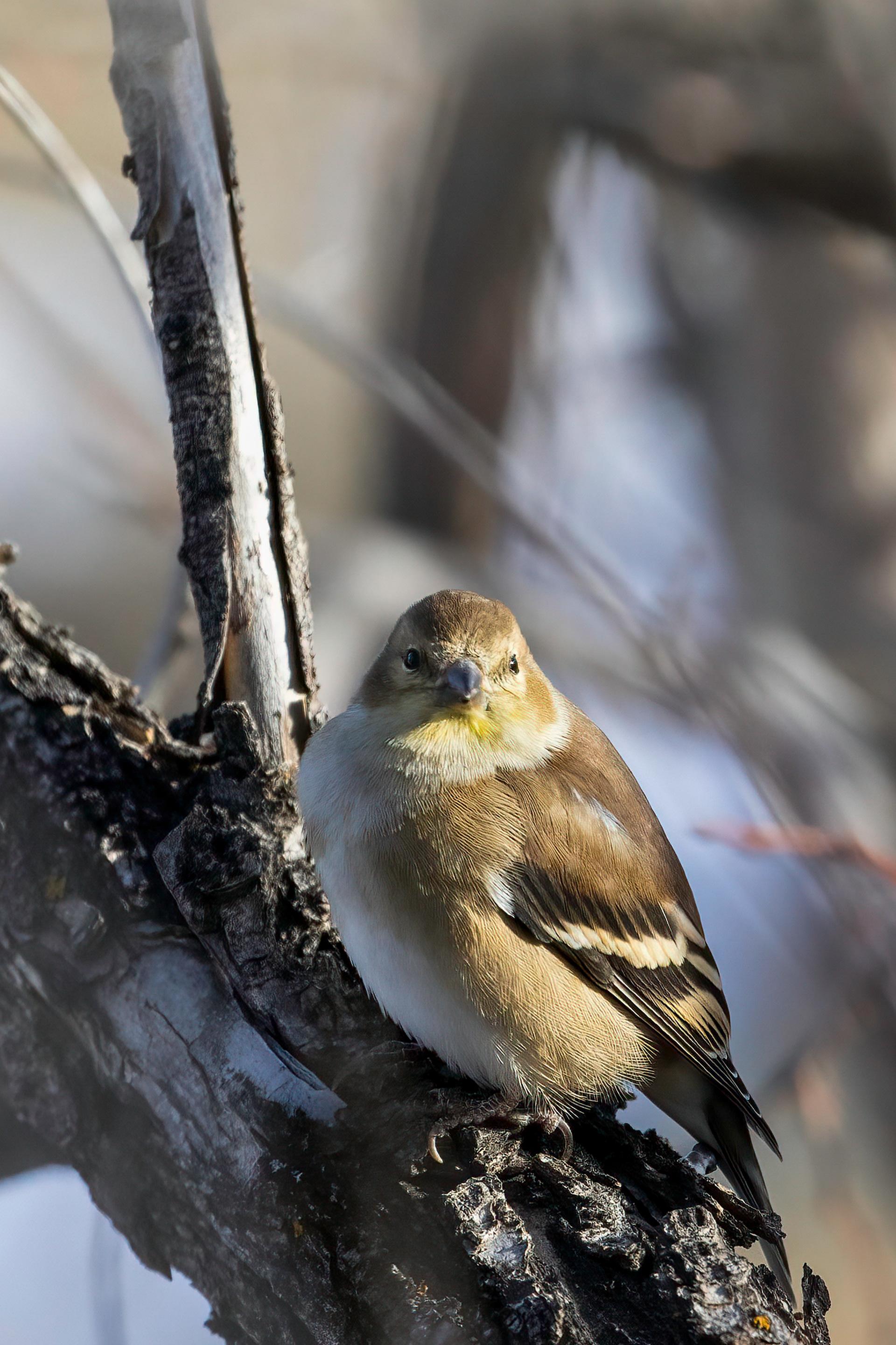 53. pine siskin