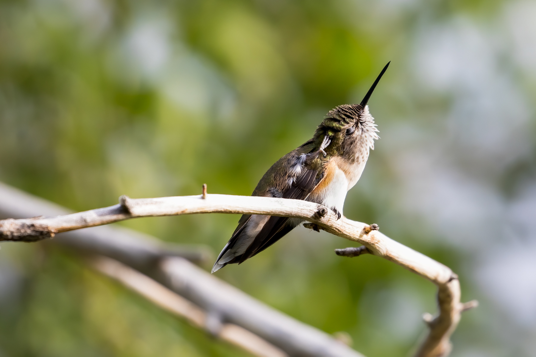 10. broad-tailed hummingbird
