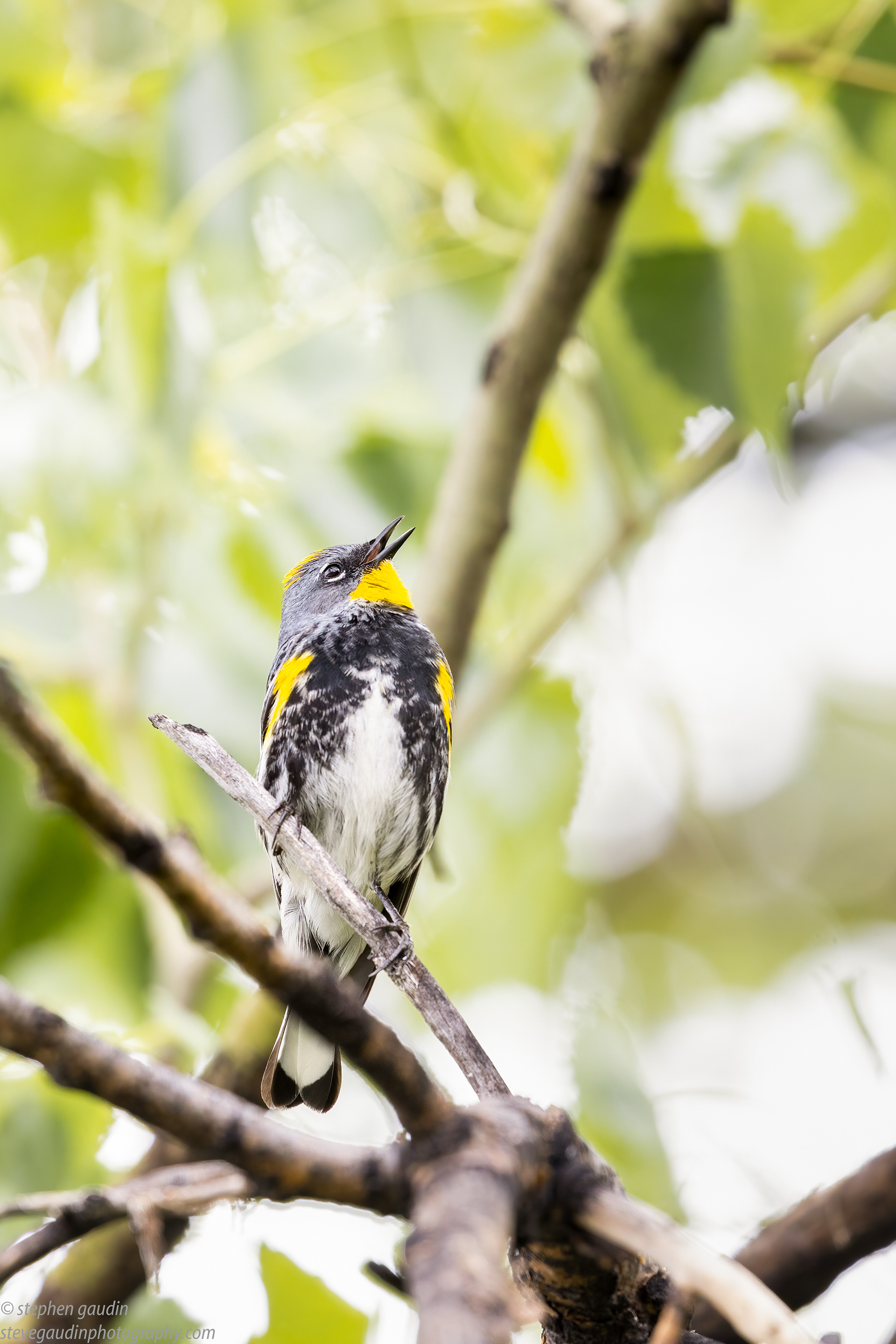 13. yellow-rumped warbler