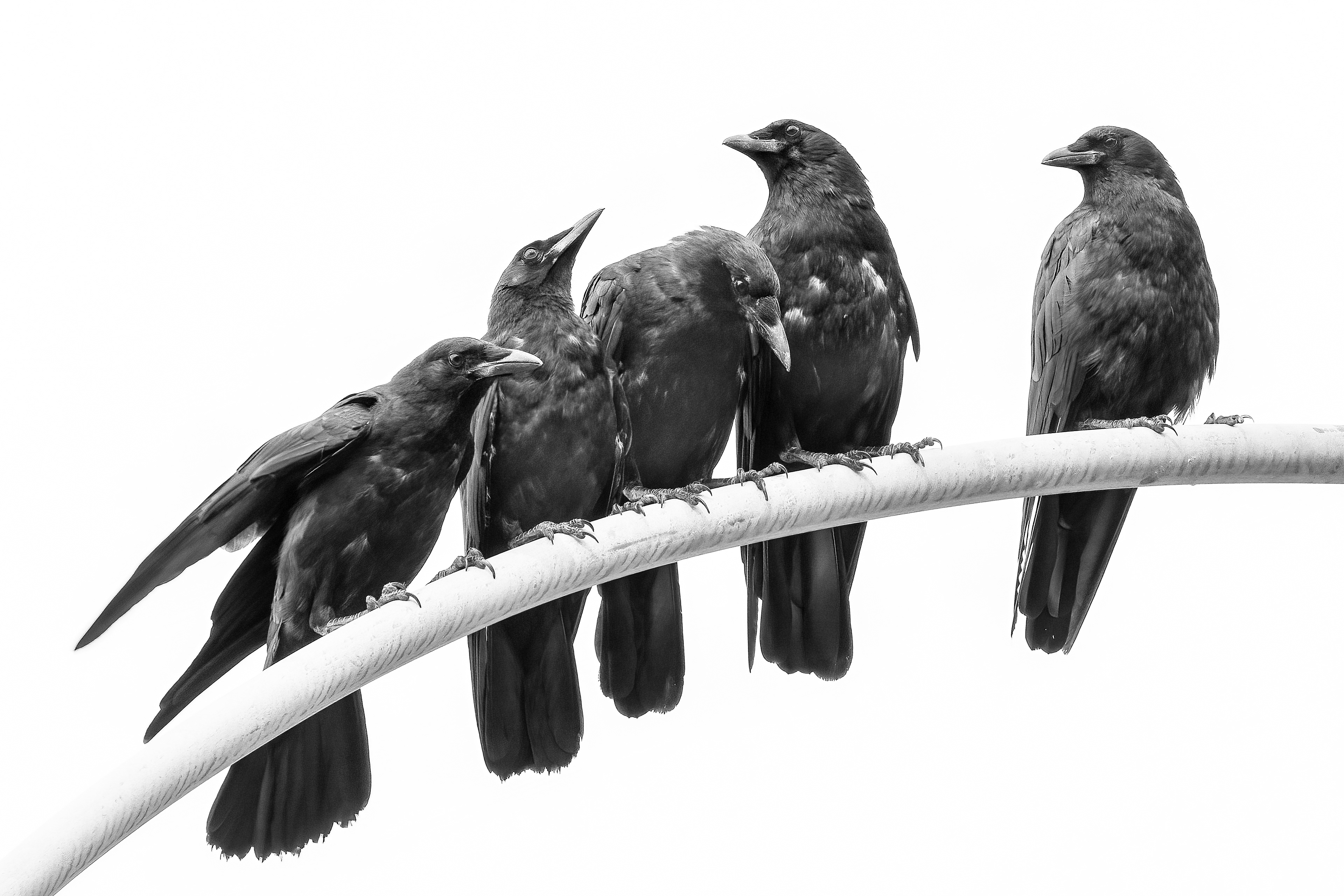 smoke-filled sky at the end of my street 8-7-21